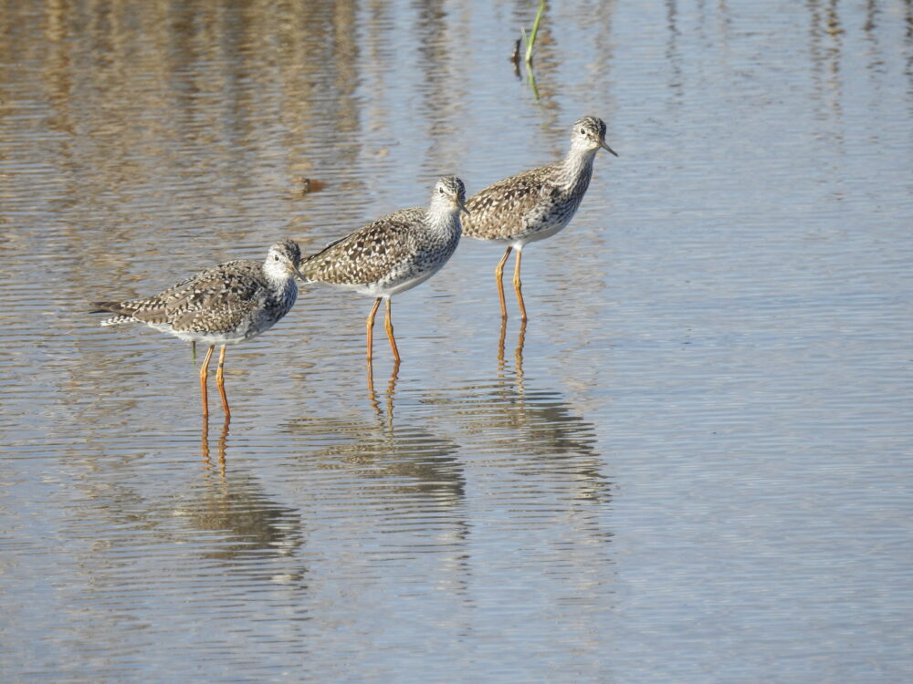 The Edwin B. Forsythe National Wildlife Refuge