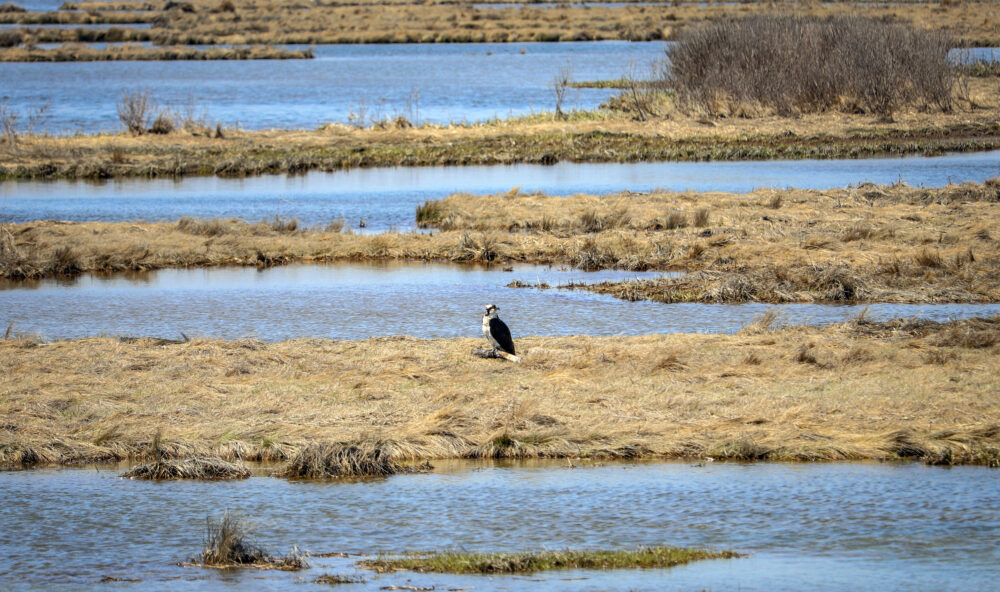 Bird At The Edwin B. Forsythe National Wildlife Refuge In New Jersey